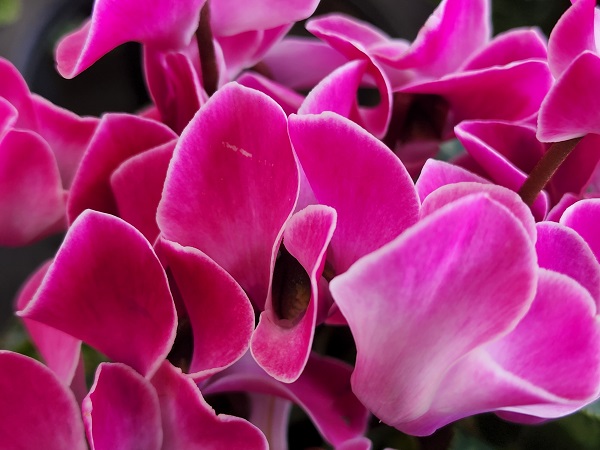 菜花ページ 水野 敬生🏅🏅🏅🏅🏅🏅🏅🏅 on X