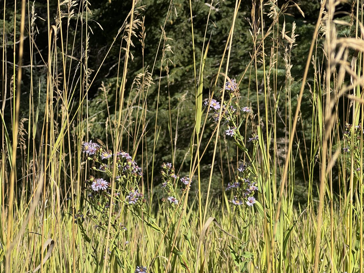 TheRealOD's tweet image. 🦌