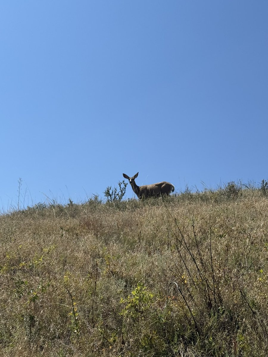 TheRealOD's tweet image. 🦌