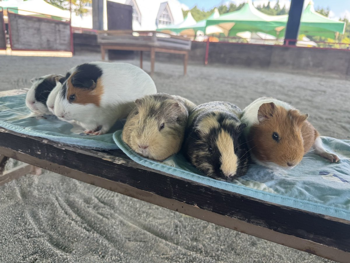 9月になっても暑い！☀️
最近、外ロケが多く、びっくりするくらい汗かいて日焼けしてます😎
水分補給しっかりしましょう