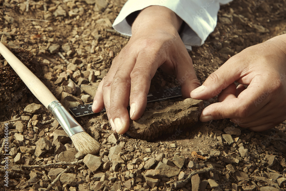 ANU School of Archaeology & Anthropology tweet media