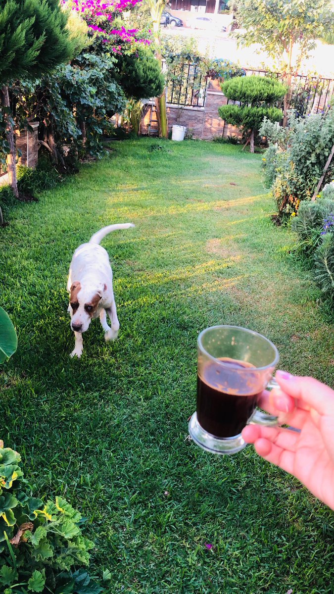 Sevgitasss's tweet image. Günaydın arkadaşlar, buyrun kahveyeeeee ☕️🥰