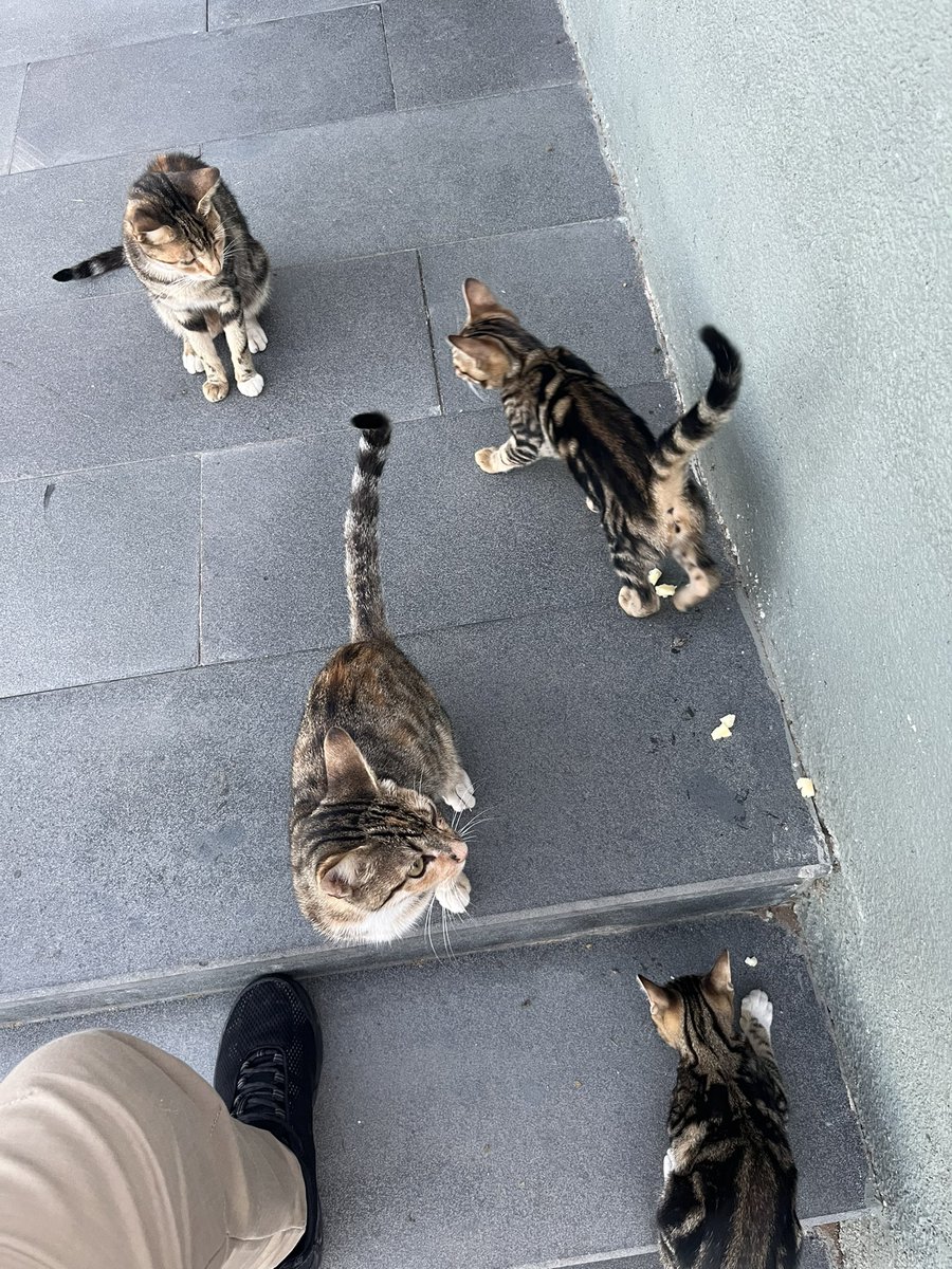 Kedi Kuvvetleri Komutanlığı 🐾😁