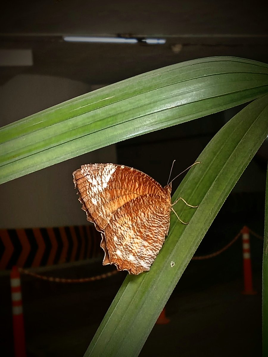 Beauty doesn’t always need bright colors 🌸🦋

#TitliTuesday 
#IndiAves
#theme_pic_India_butterfly
