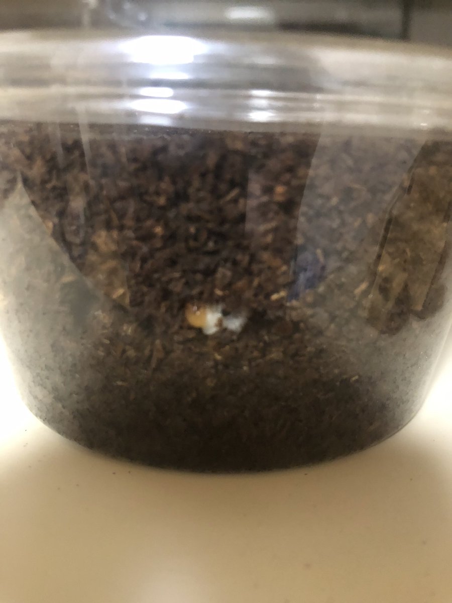 先日割り出したレギウス
幼虫7頭と卵7個
卵ほ無事孵化しました😊
２回目のセットも潜っているので楽しみ〜🤗