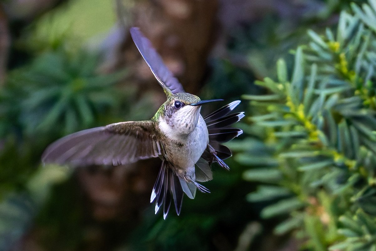 The agile ruby-throated hummingbird lifts off after taking a break in a pine tree at the Heather garden in Ft Tryon Park #birdcpp #birding #canonphotography #BirdsSeenIn2025