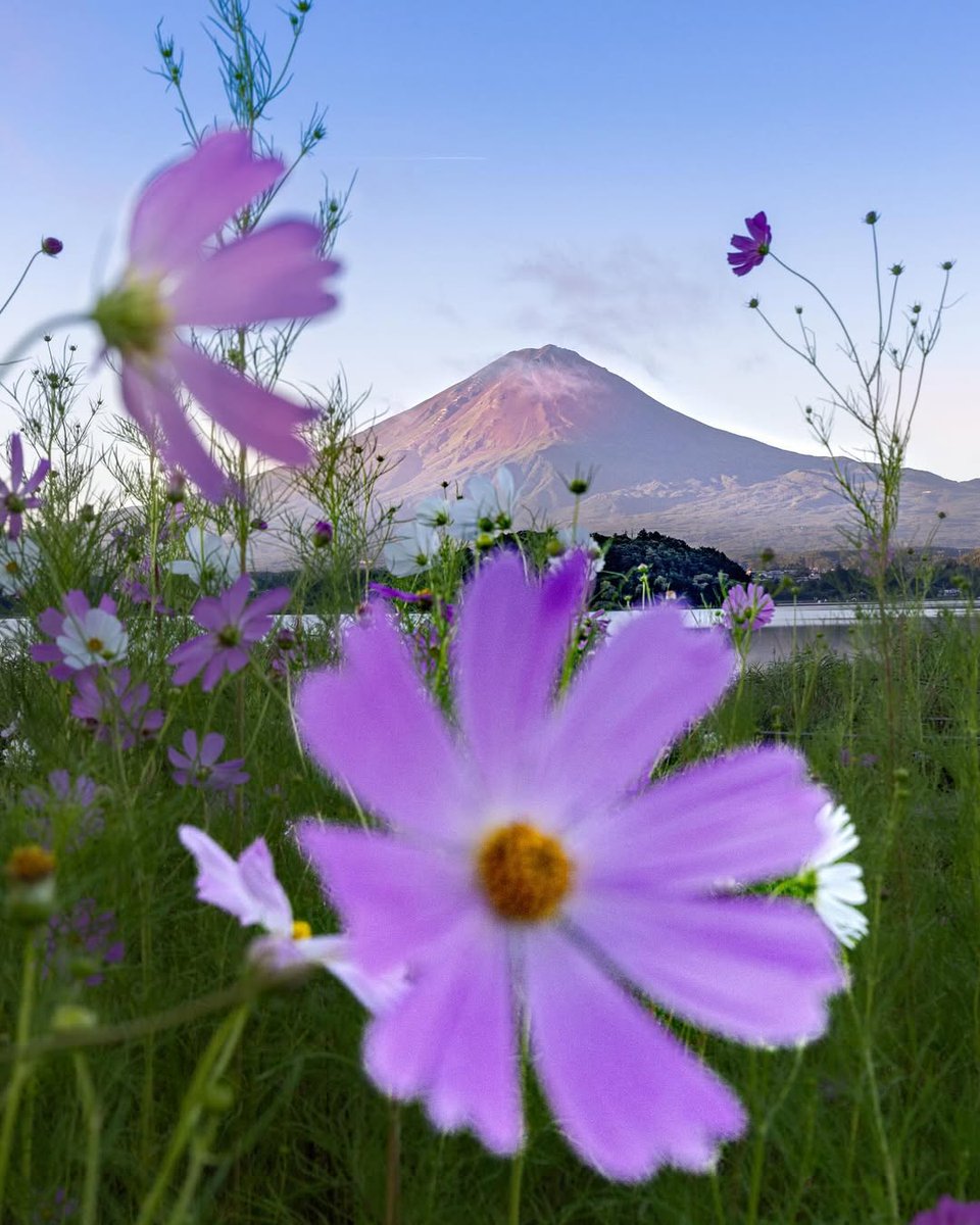 大石公園のコスモスと富士山［山梨県］ #花のある風景 ＼ 山梨県の大石