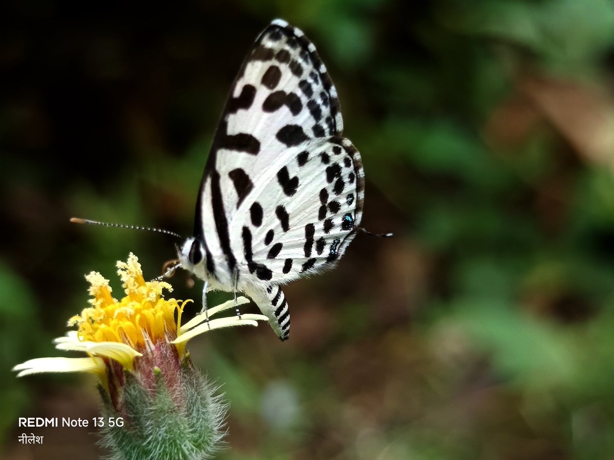 अपने प्रेमी को तितली का चुंबन 🦋
•
•
•
#theme_pic_India_butterfly #तितली_यात्रा