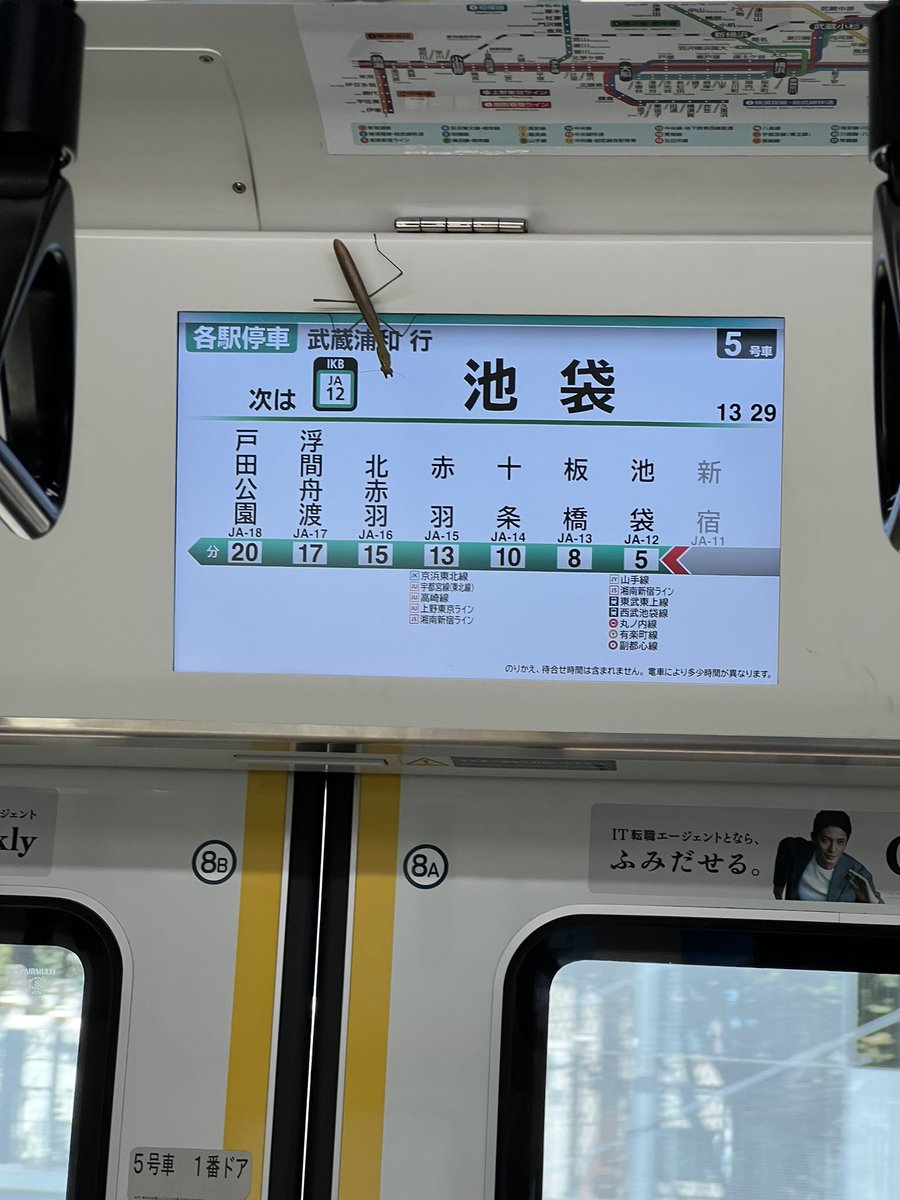 カマキリも行き先が気になるみたい