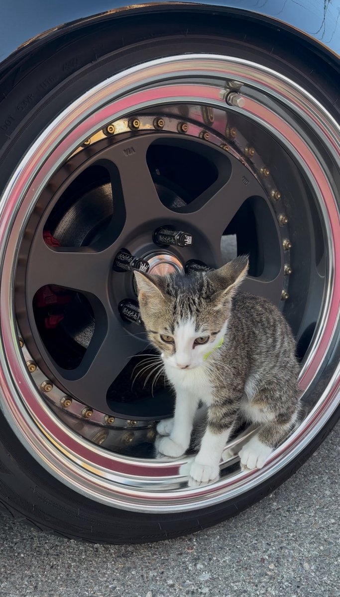 yuni_bash's tweet image. Baby cat