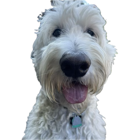 Good night Teddy. Thank you for almost 11 of the best years of our lives. You were one special boy, and we were the luckiest  to be your family. You will forever be in our hearts! ❤️💔🥺