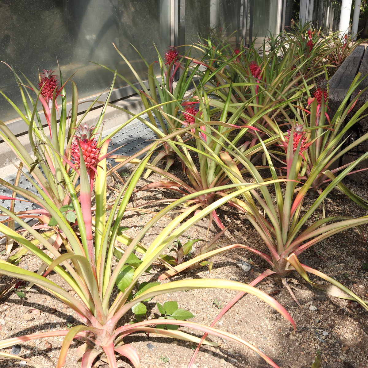 咲くやこの花館 on X