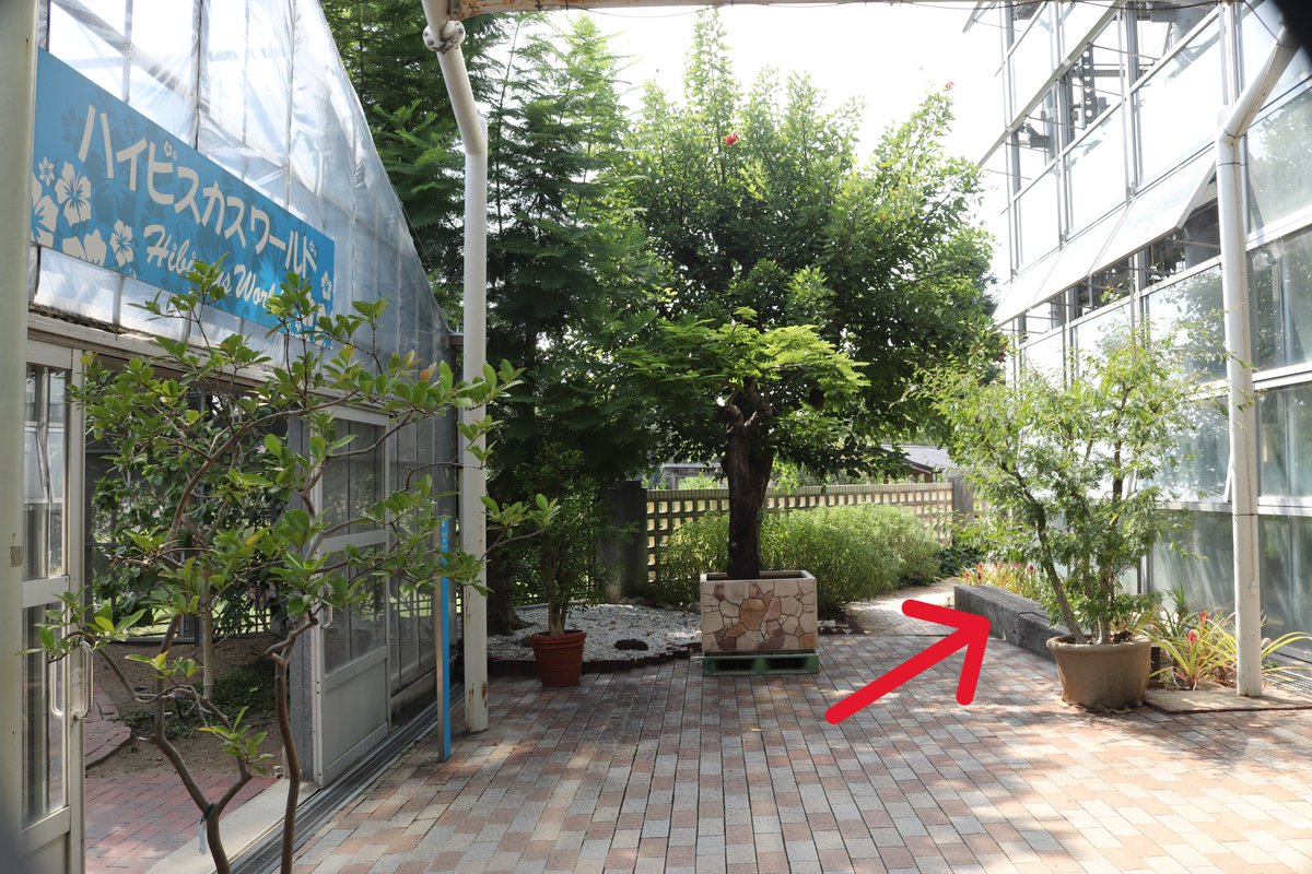 #パイナップル のお花を見たことがありますか？当館にてただいま開花中です！（写真１枚目青色矢印の先にある、紫色の筒状部分）
このように花が咲くので、パイナップルの果実はたくさん集まって１つの大きな果実のような形になります。「集合果」と言います🍍🍍🍍