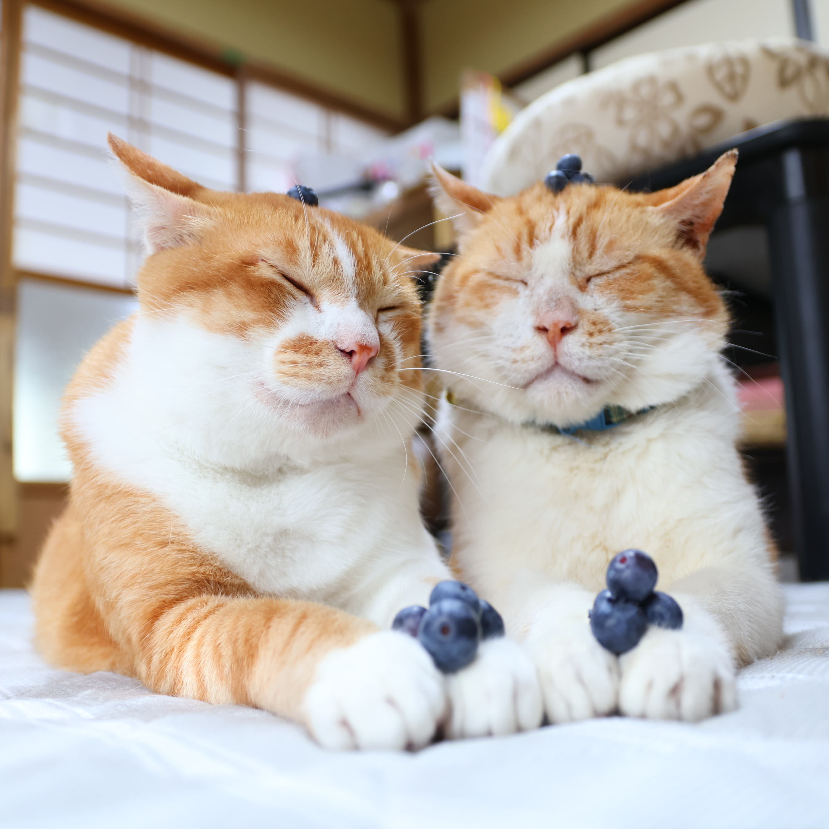 かご猫 blog (@shironeko_1) / X