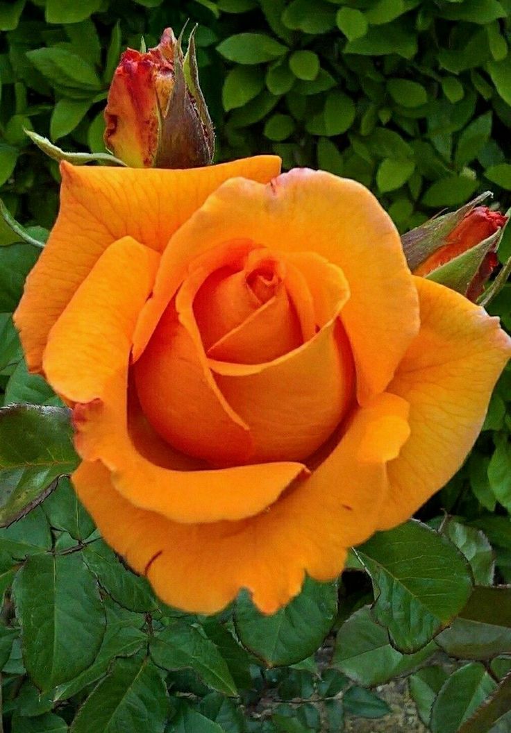 Happy Tuesday #HappyTuesday #rose