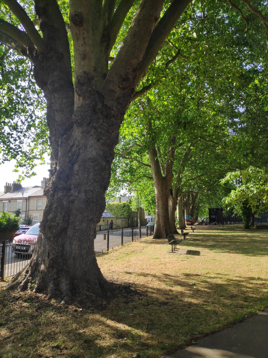 Happy #thicktrunktuesday