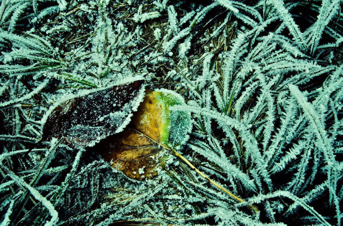 Chester L. Richards

FROST
Sierra winter creates striking colors and textures.

#photographyeveryday #photographyart #landscapelovers #landscapephotography

Photo copyright © 2024 Chester L. Richards – All rights reserved