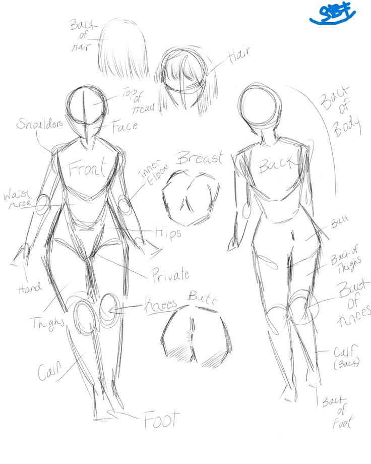 JA20045634's tweet photo. Basic Anatomy (Body Structure)✨
#basic #anatomy #women #bodystructure #art #sketch #tutorial https://t.co/kvoQHfOuDf