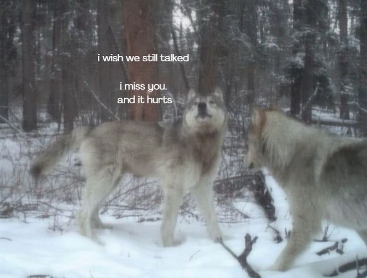 caninepoetry (@caninepoetry_) on Twitter photo 