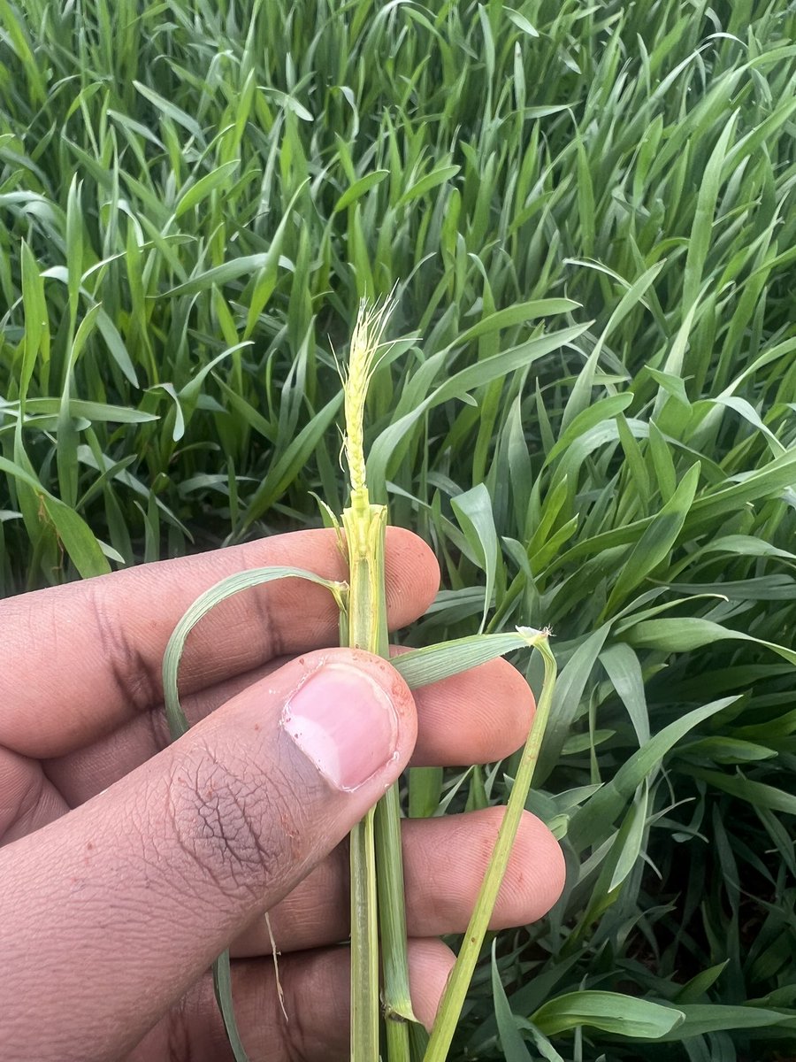 ModitjaT's tweet photo. In farming, growth is not just about what we see above the ground,it’s also about what’s happening inside. Today, while scouting a wheat field, I opened a stem and found the developing wheat head pushing its way up. https://t.co/0un5qrFYPb