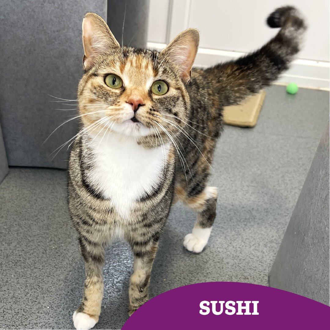CatsTyneside's tweet image. Order up: one purrfect sushi platter 🍣 

At just 1 year old, Sushi is playful, affectionate, and full of love ❤️ 

She’s ready for her second chance at happiness - could it be with you? 🏡

Find out more 👇🏻 
cats.org.uk/findacatform/?…