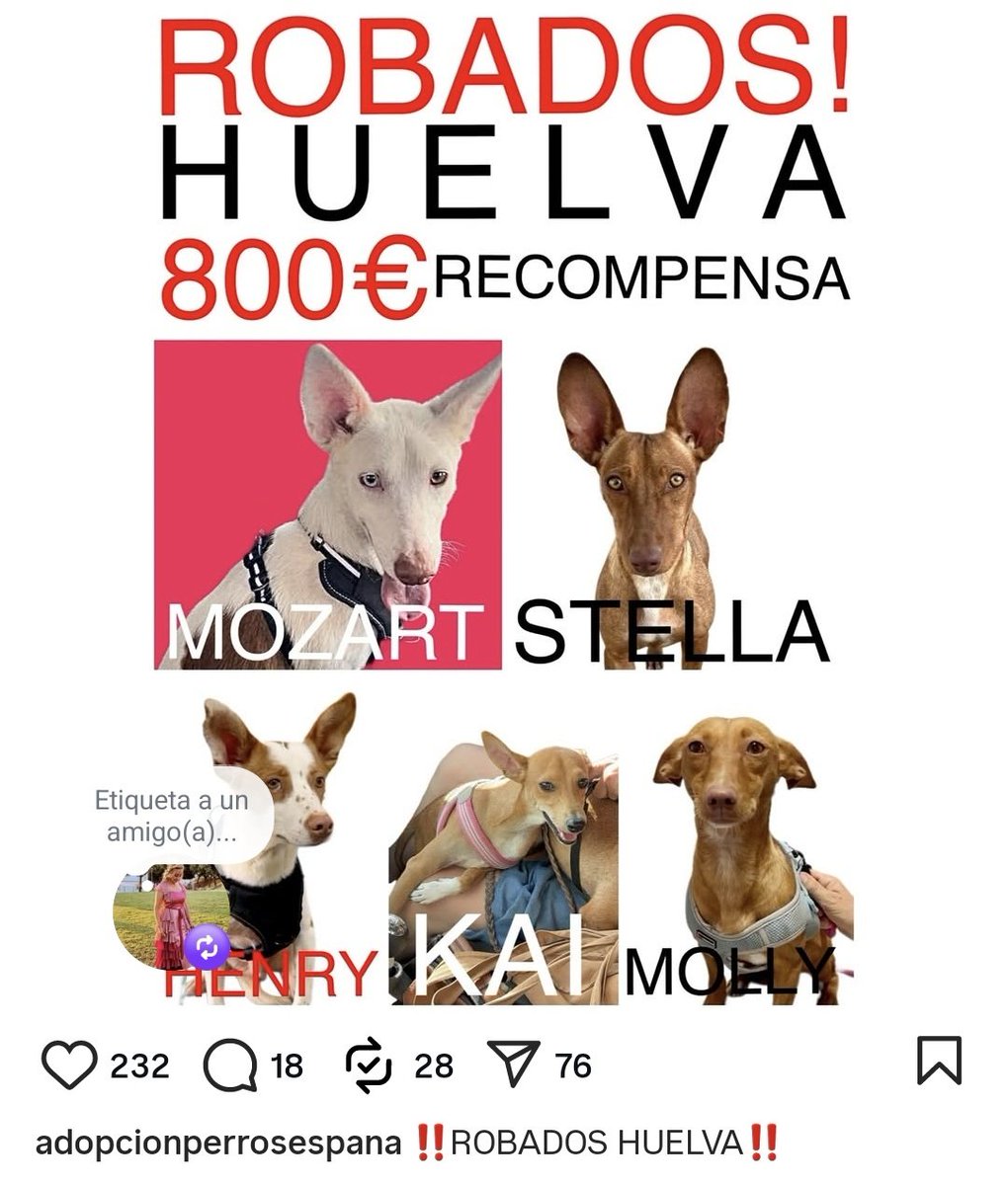 EL AMPARO DEL SUR tweet media