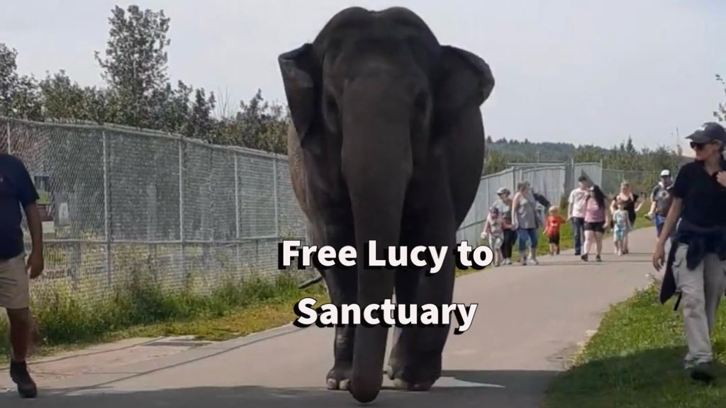#T4Animals 🐘🦁🦒🐅🦊🦔🐻 (@cosmicbrigade) on Twitter photo Sadly🐘kept in captivity for years often suffer profound psychological trauma & the effects can last a lifetime; even after rescue.
#Lucy will need lifelong care to help her overcome both her physical & mental trauma & TES🐘 sanctuary is ready to meet this
challenge <a href="/AndrewKnack/">Andrew Knack</a> Sadly🐘kept in captivity for years often suffer profound psychological trauma & the effects can last a lifetime; even after rescue.
#Lucy will need lifelong care to help her overcome both her physical & mental trauma & TES🐘 sanctuary is ready to meet this
challenge <a href="/AndrewKnack/">Andrew Knack</a>