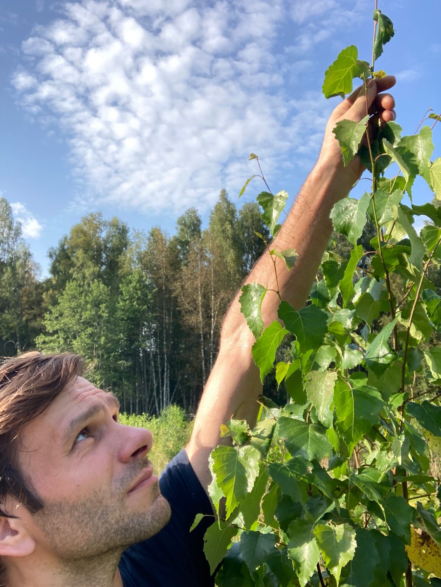 Man patīk mežs. Patīk kārtība. Patīk sakopt un attīstīt. Lūk pārvērtības nepilnu 2 (!) gadu laikā- no pilnīga “šrota” līdz skaistai jaunaudzei. Projektiņš!