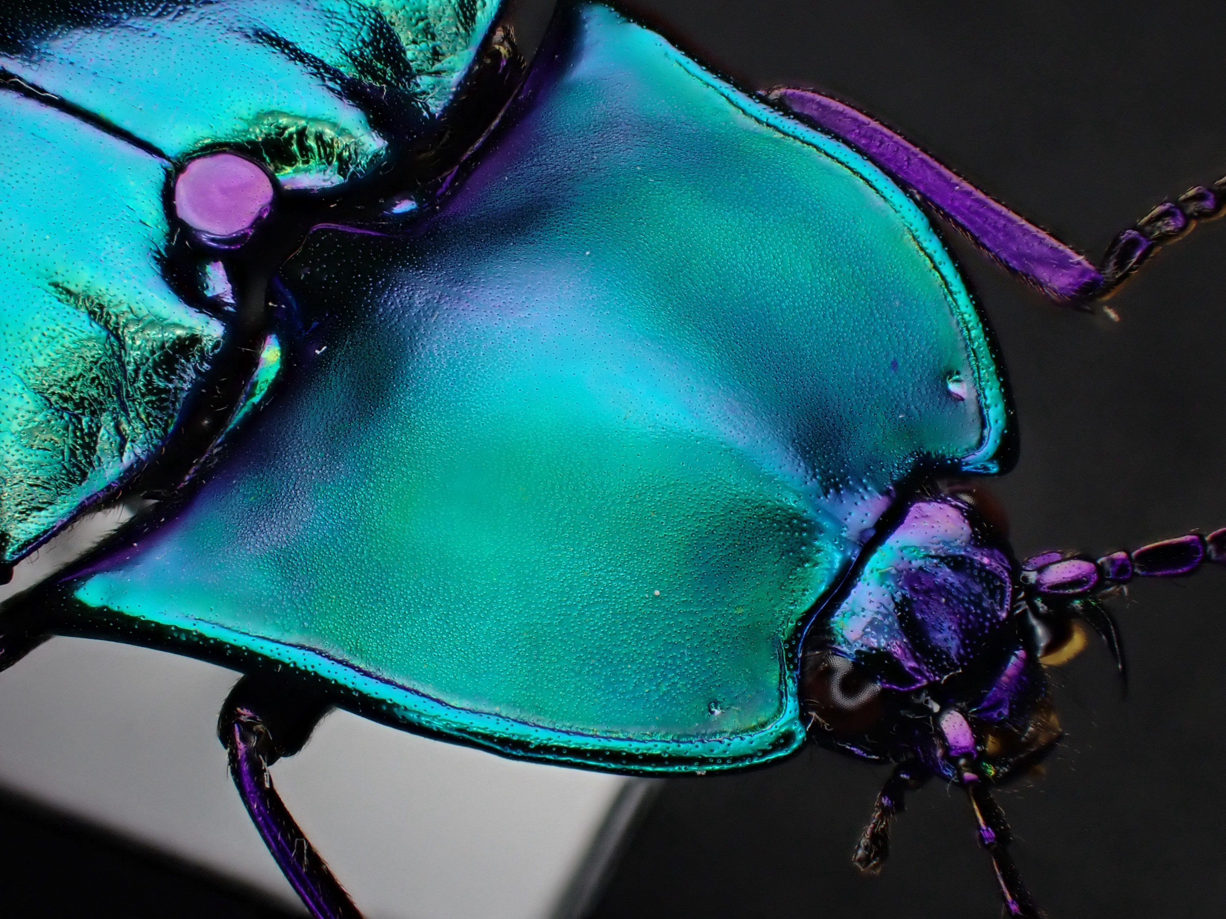 ブルーで凄く美しいカブリモドキ！ イボカブリモドキSSP重慶市産ブルー系亜種WF1飼育の記録-後編