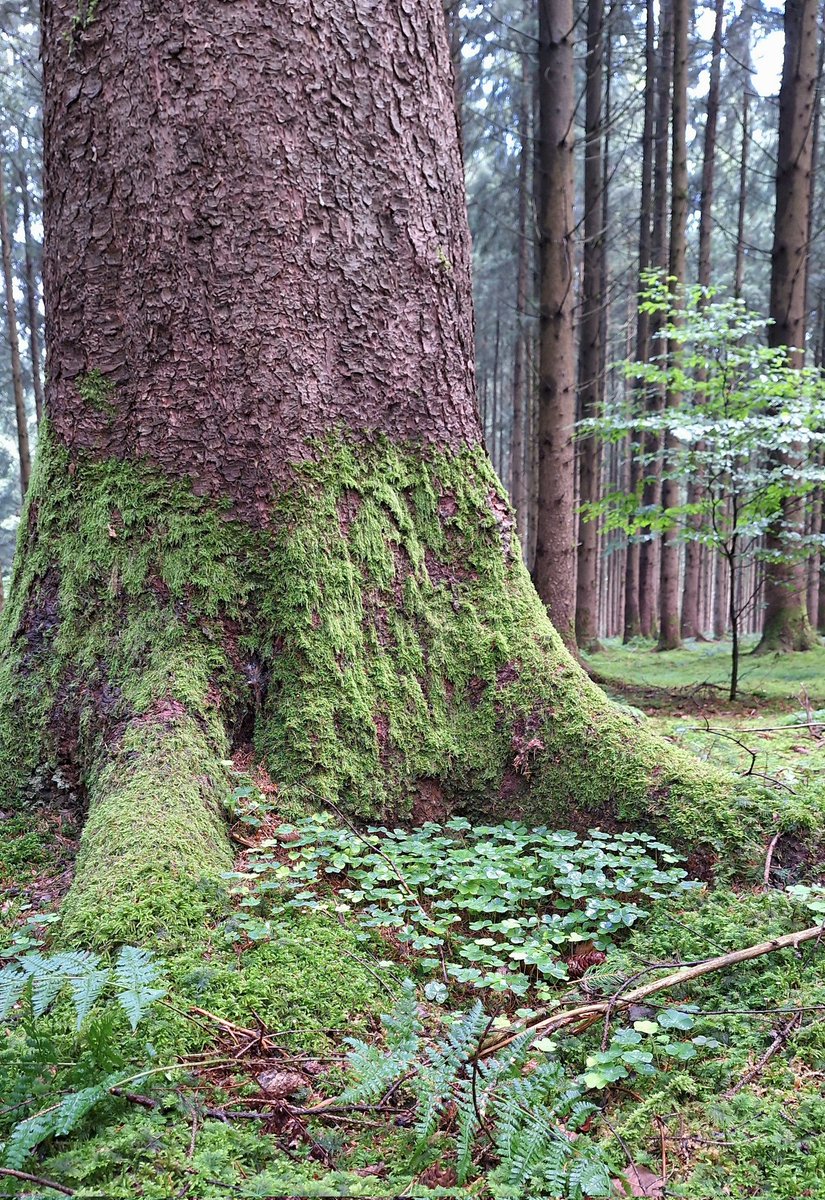 cumulusmoni's tweet image. 🌲💚🌿☘️

#thicktrunktuesday #TreeClub #savetrees #saveforests