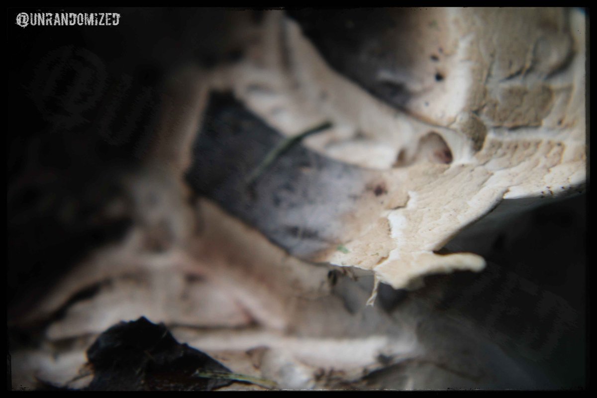 UnRandomized's tweet image. #Fungi / #Mushroom close up #Photography from awhile ago.
I think they're Field Mushrooms, although I could be entirely wrong.
