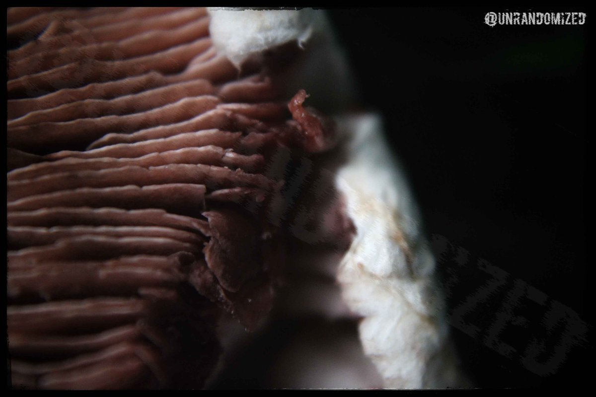 UnRandomized's tweet image. #Fungi / #Mushroom close up #Photography from awhile ago.
I think they're Field Mushrooms, although I could be entirely wrong.