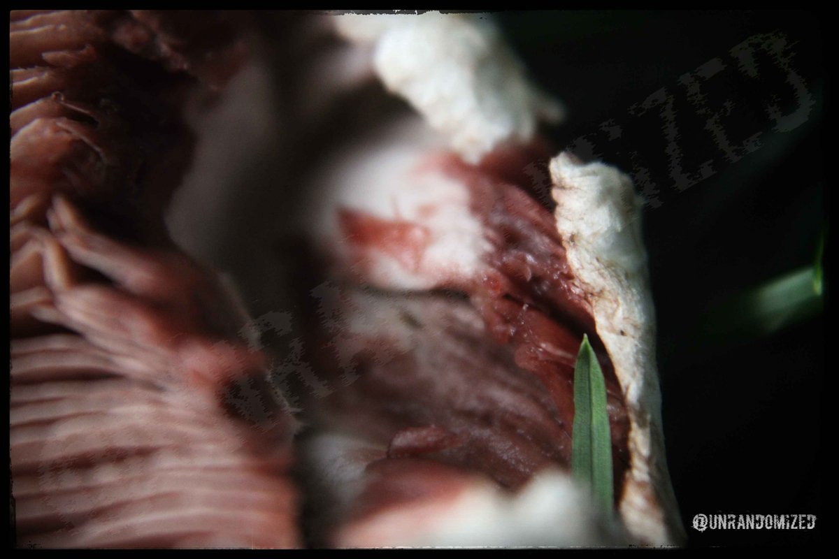 UnRandomized's tweet image. #Fungi / #Mushroom close up #Photography from awhile ago.
I think they're Field Mushrooms, although I could be entirely wrong.