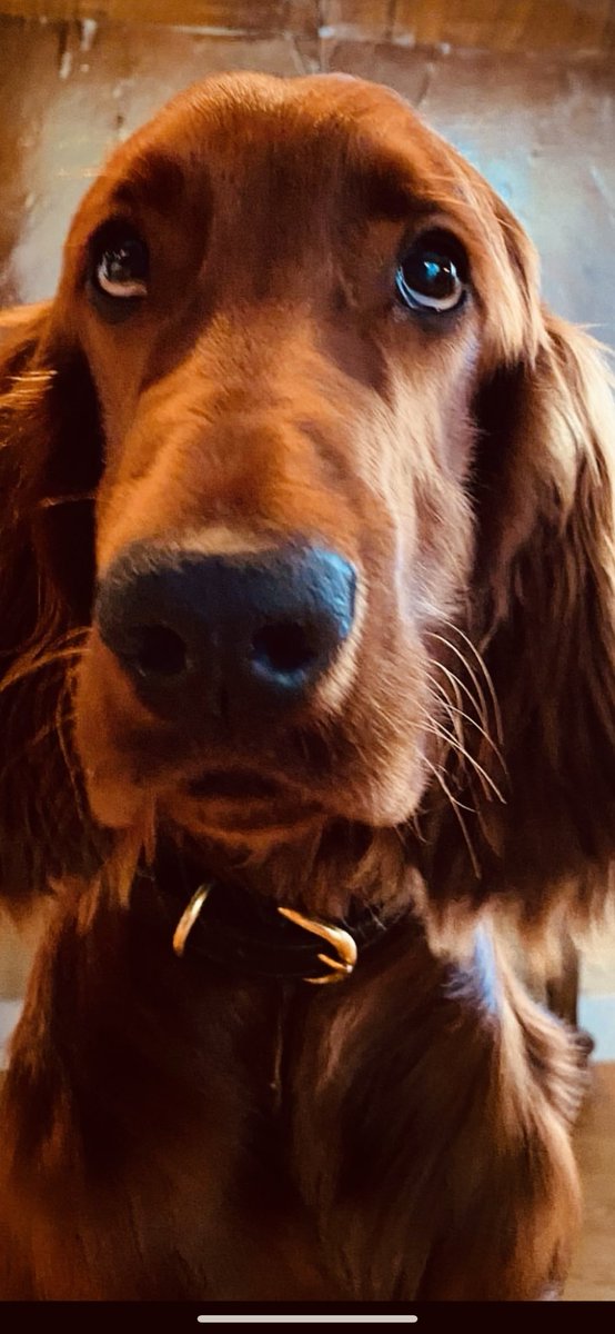 sunflower (@chr90688) on Twitter photo 