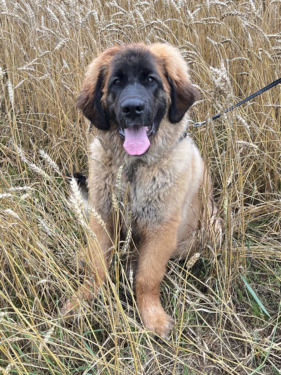Ihana pienisuuri (5,5kk) nalle 💚. 
Masista on ulkoisesti tulossa päivä päivältä enemmän aikuisen Leonbergin näköinen 😍. Vauvan pyöreys on hävinnyt, turkki vaihtuu vauhdilla 😄. Masi on kyllä upea 🥰💚.