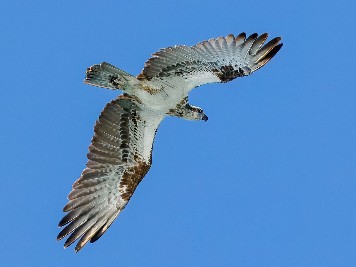When you’re sitting in your Zodiac enjoying the water and, on instinct, you look up. Osprey!