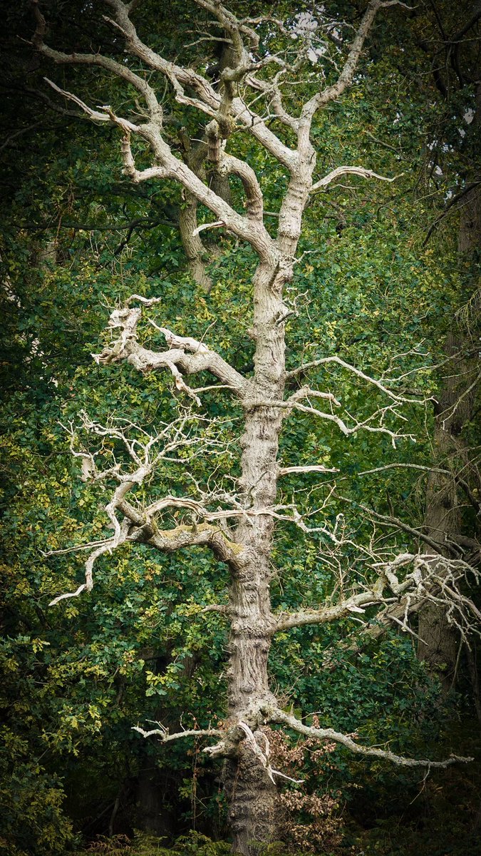 #thicktrunktuesday In nature, nothing is perfect and everything is perfect. Trees can be contorted, bent in weird ways, and they’re still beautiful.” 
— Alice Walker