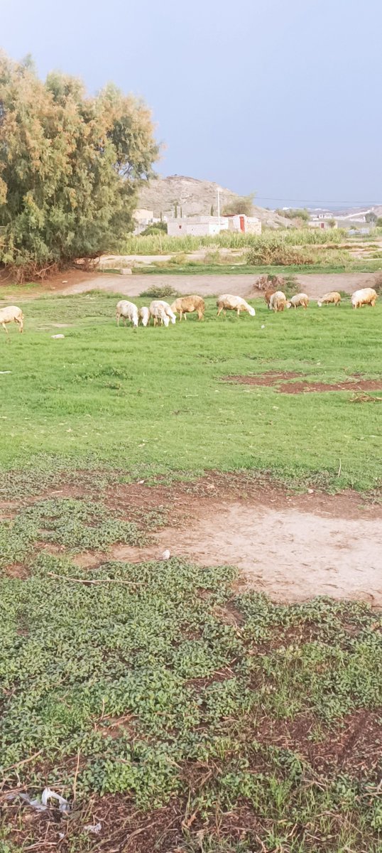 أبو رشاء العلهي tweet media