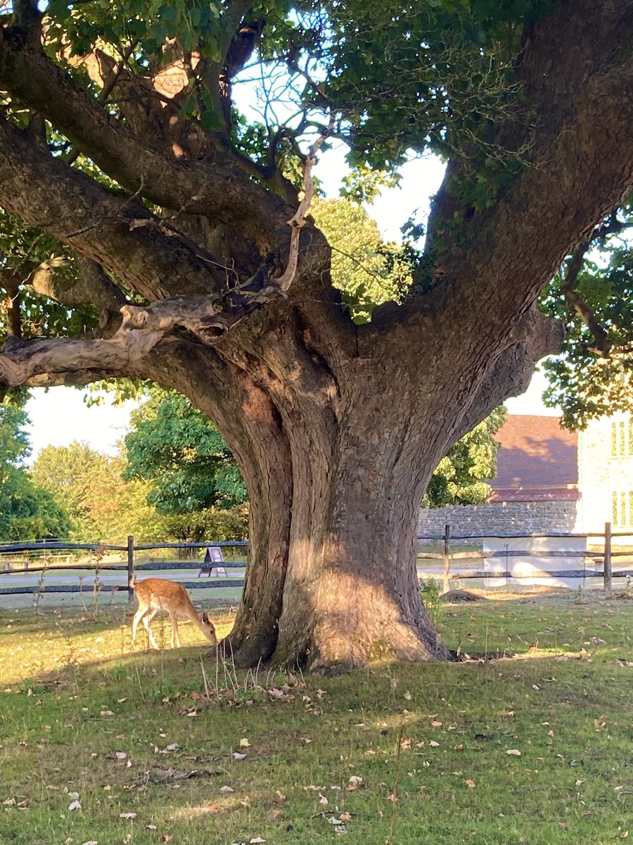 Happy #thicktrunktuesday - Ancient acer with deer, from Knole park