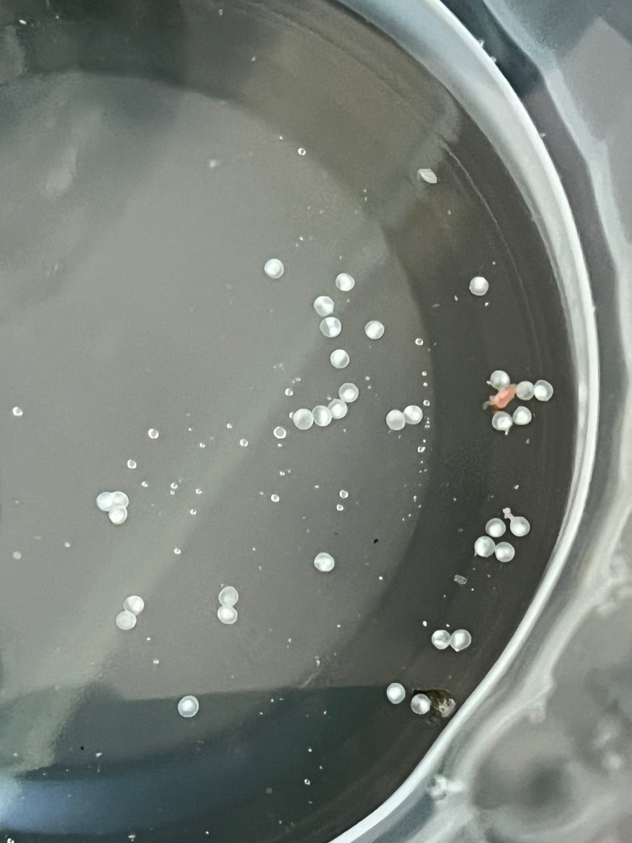 NetShopNEOS's tweet image. また！！！
卵が！！！
…でもこれは、白いですね………
ってことは…

ともあれ、産んでくれて従業員はうれしいです！