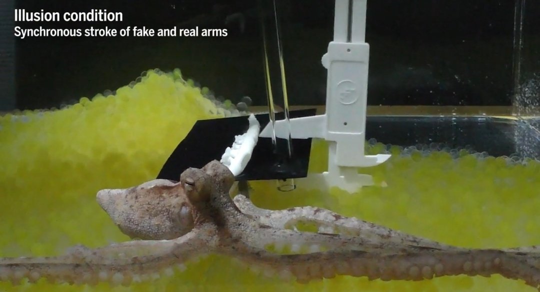 사람 손을 가리고 옆에 고무손을
놓은 다음.  손과 가짜손을 쓰다듬으면 사람은 가짜 부속물에서까지 촉감을 느끼기 시작하는데
문어도 이 고무손 실험에 당한다함

문어가 사람과 비슷한 수준의 신체 소유권을 인식하고있다는것