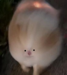 Somnicko's tweet photo. tonton getting crazy viral 1.8m+ likes and 12m+ views in 4 days

In comments people doing tons of memes with his butt

tonton's ass has become a viral meme template😂
https://t.co/xEb2Xl8Hja https://t.co/NhSfAXGz3J