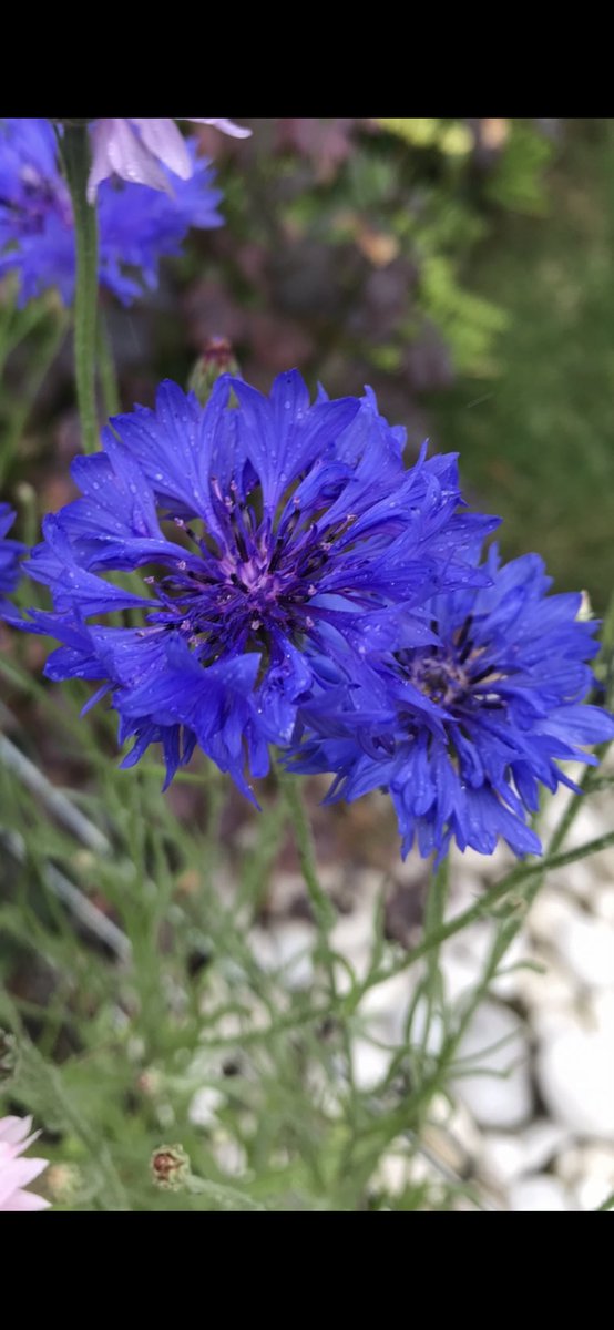 Morning💙…. Happy #TuesdayBlue 😊…. Have a good one….