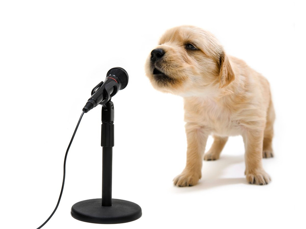 teds_list's tweet image. Interested in learning how to sight sing and read music to enhance your singing? Check out this beginners video on Ted's List for tips on notes, sheet music reading, and honing this important skill.  #LiveMusic #SingingPractice rfr.bz/t1213b7