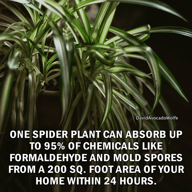Spider plants are highly effective at removing toxins from the air, with the ability to purify up to 95% of chemicals within a 24-hour period, making them a great choice for improving indoor air quality by breaking down harmful chemicals like formaldehyde, xylene &amp; benzene 🪴