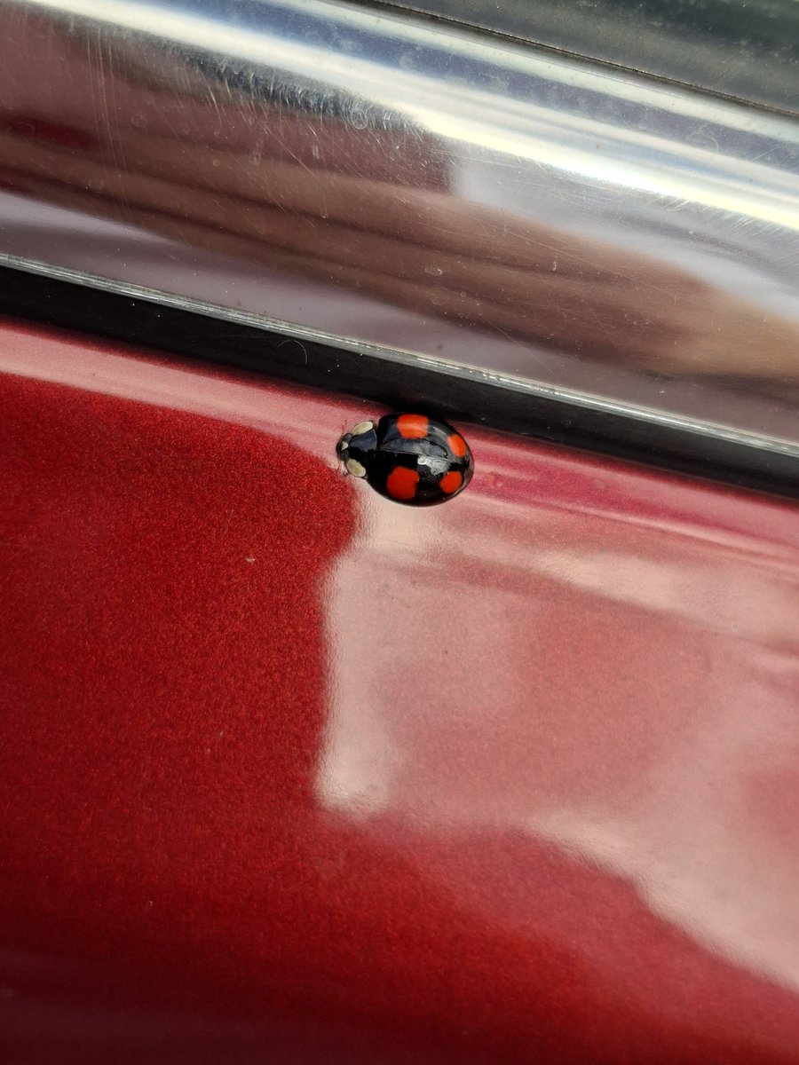 Invasive hitchhiker #StillCute #ladybug