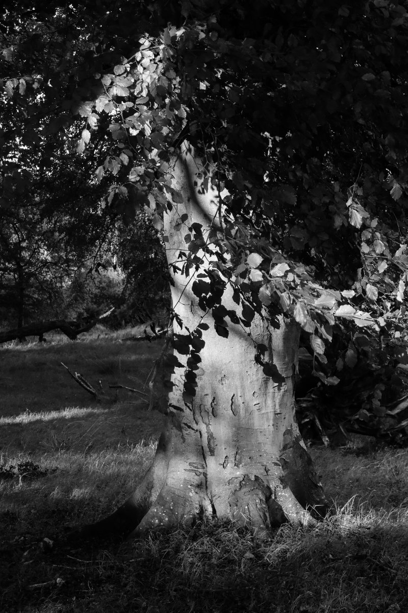 Basking in the sunshine, March Wood #thicktrunktuesday