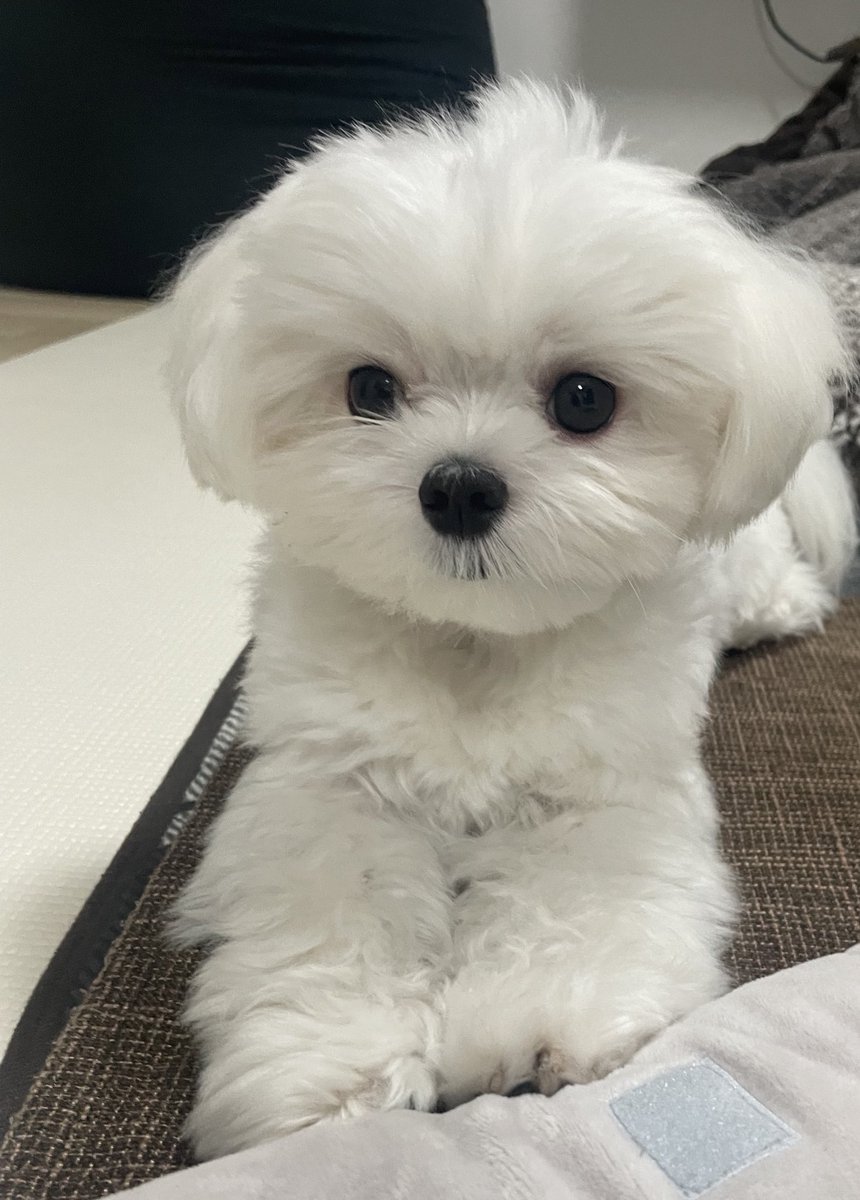 毛が立ってる🐶