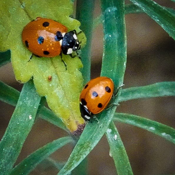 #TwosDay 🎶You've got a friend in me …… 🐞🐞