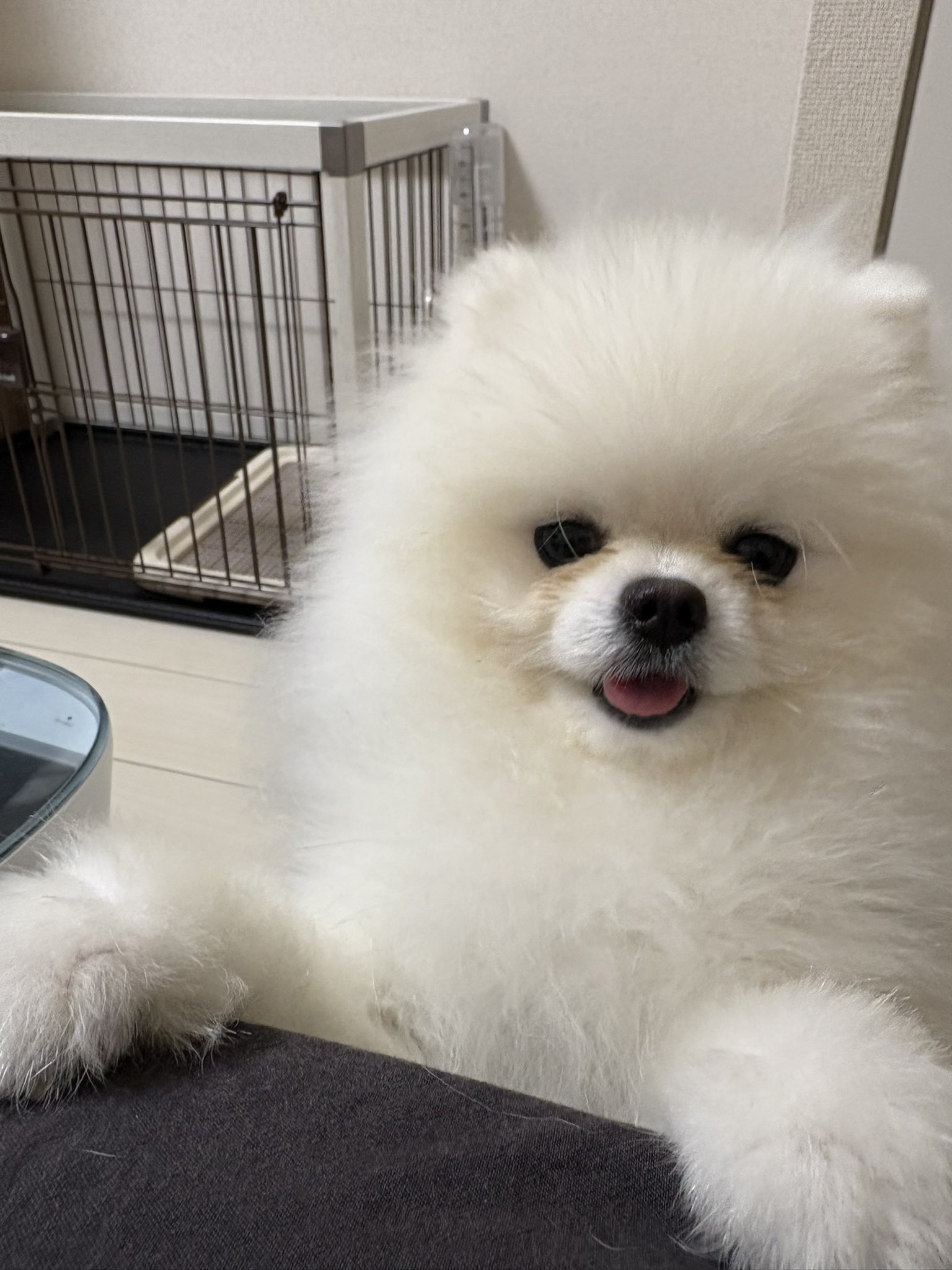 とろろ犬　エメラルド とろろくん🐻‍❄️💓 (@toro_ro_9) • Instagram photos and videos